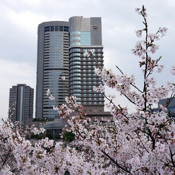 Skyscraper Photograph - Cherryblossom Sakura #2 by My Senx