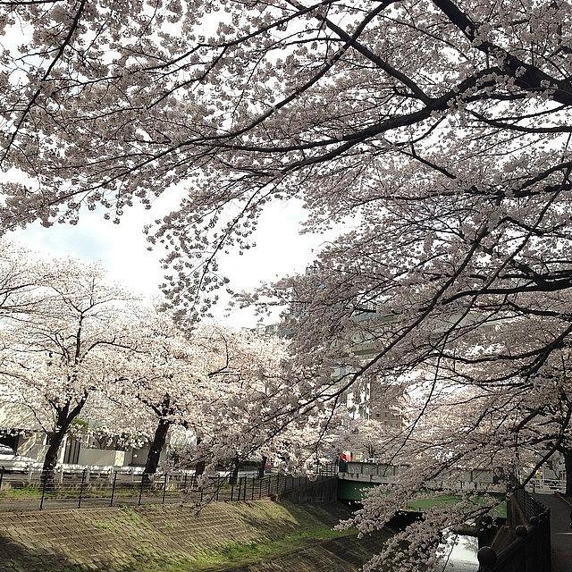 Landscape Photograph - Cherryblossoms #landscape #2 by Tokyo Sanpopo