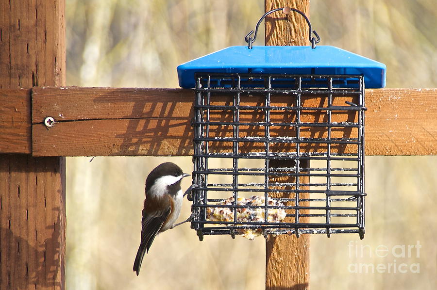 Chestnut-backed Chickadee #2 Photograph by Sean Griffin