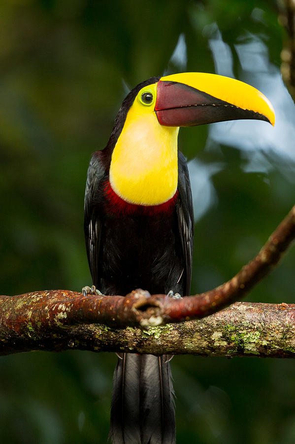 Chestnut Billed Toucan #2 Photograph by Natural Focal Point Photography