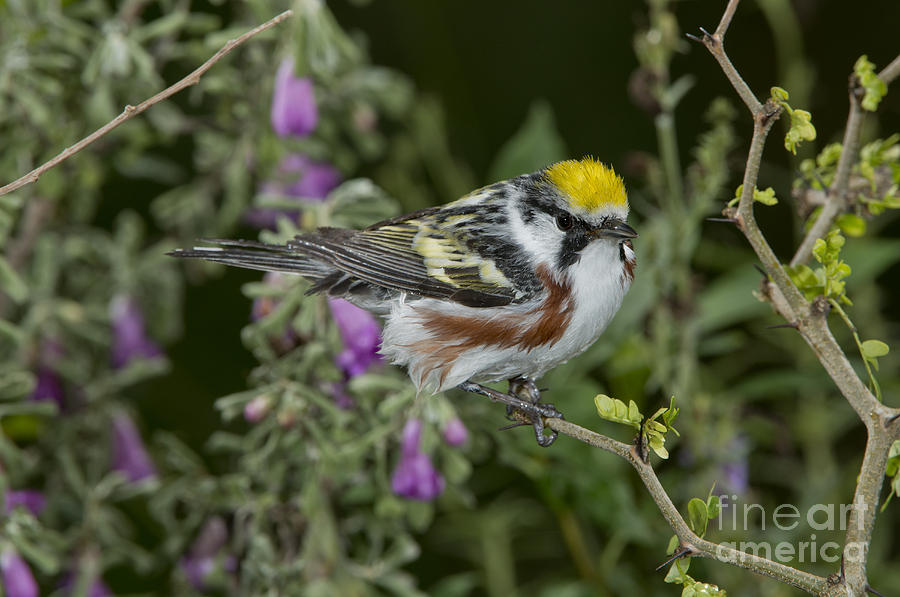Warbler Photograph - Chestnut-sided Warbler #2 by Anthony Mercieca