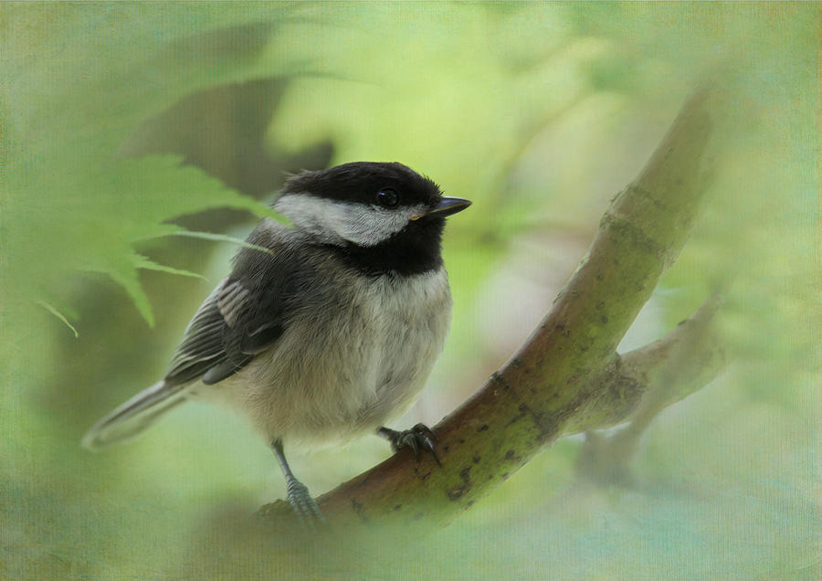 Chickadee #2 Photograph by Angie Vogel