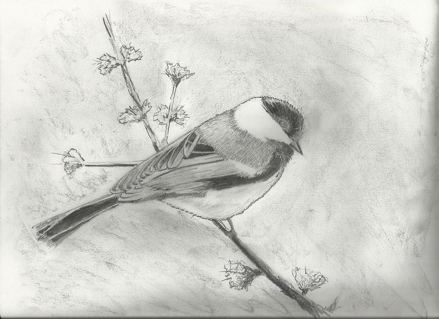 Nature Drawing - Chickadee on branch #2 by Chris Hughes