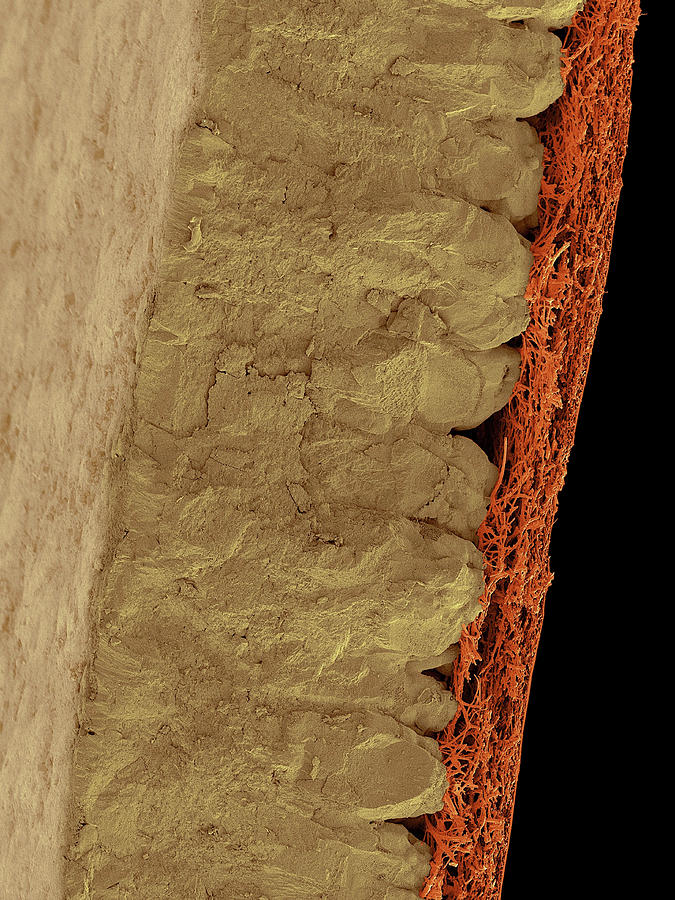 Chicken Eggshell Cross Section #2 Photograph by Dennis Kunkel Microscopy/science Photo Library