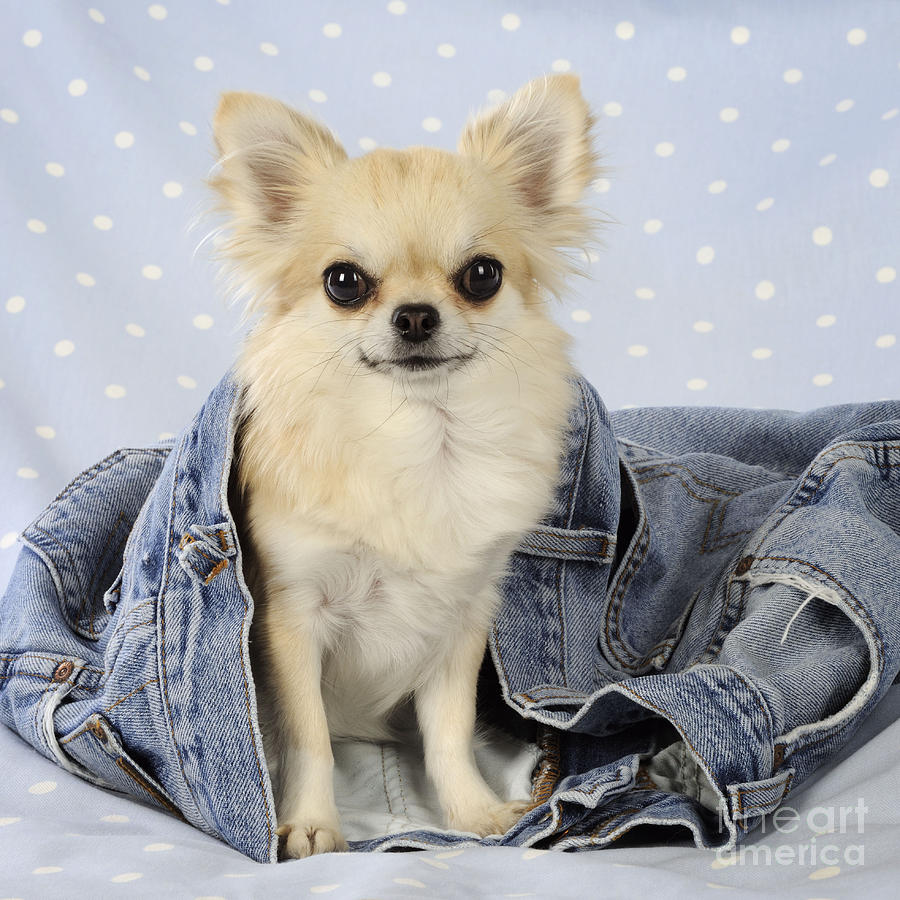 Mammal Photograph - Chihuahua Dog #2 by John Daniels