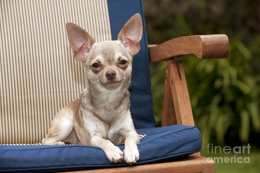 Chihuahua On Chair #2 Photograph by John Daniels