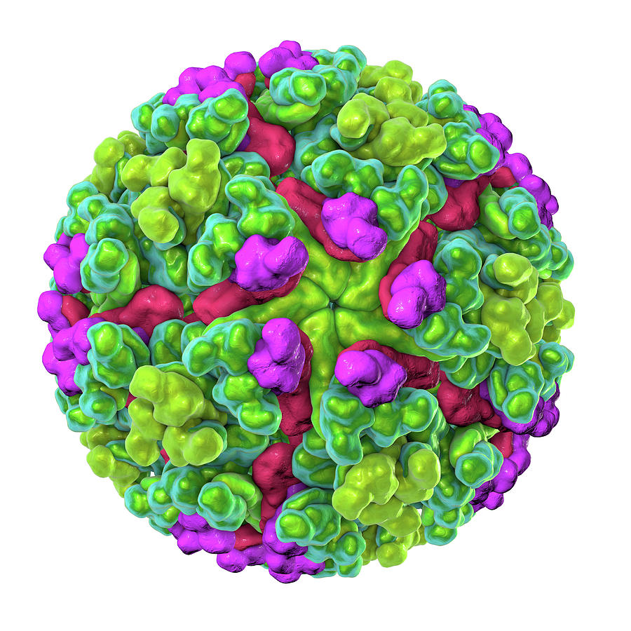 Illustration Photograph - Chikungunya Virus #2 by Kateryna Kon/science Photo Library