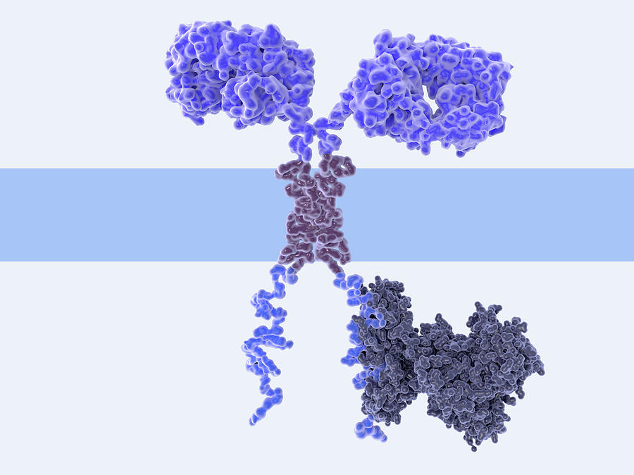 Chimeric Antigen Receptor, Illustration #2 Photograph By Juan Gaertner ...