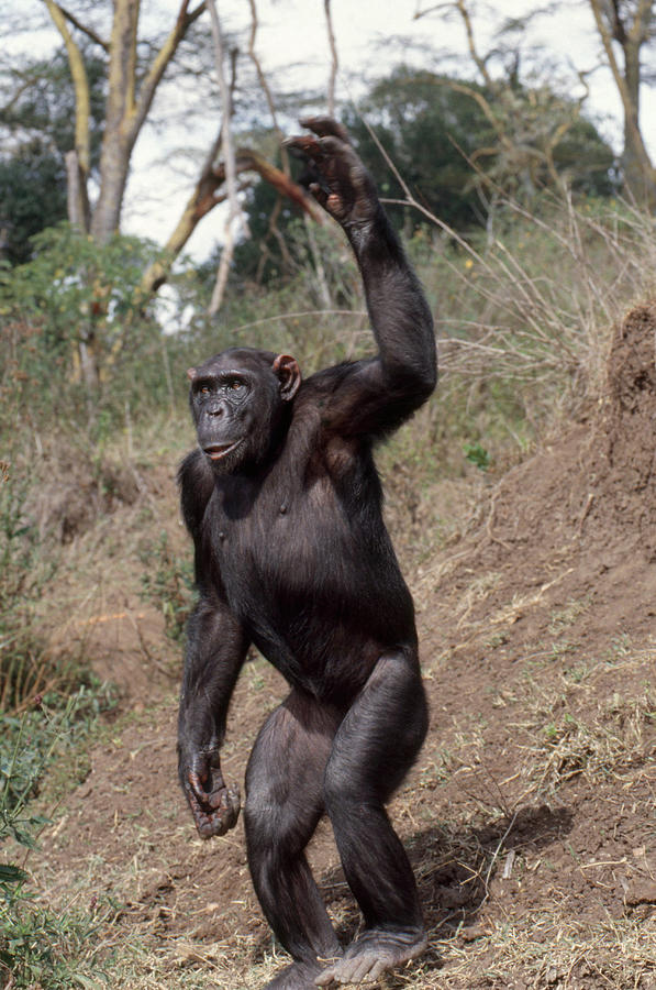 Chimpanzee #2 Photograph by Charles Angelo