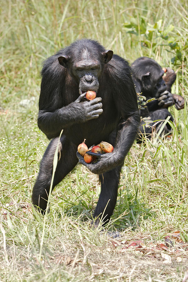 Chimpanzee Gathering Food #2 Photograph by M. Watson