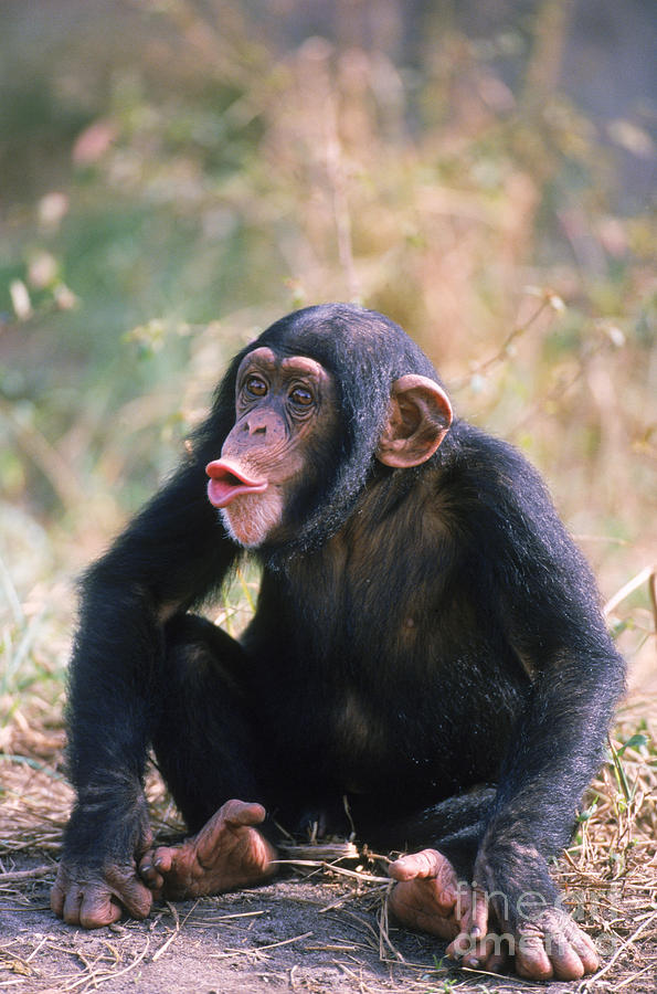Chimpanzee #2 Photograph by Mark Newman