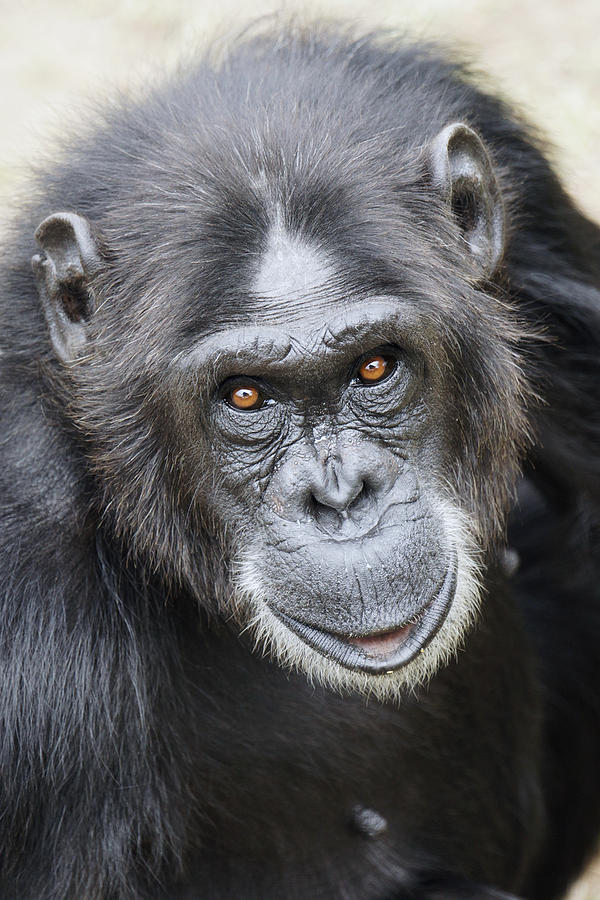 Chimpanzee Portrait Ol Pejeta Photograph by Hiroya Minakuchi