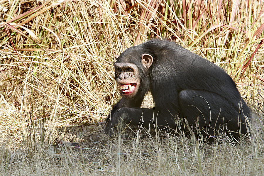 Chimpanzee Showing Teeth #2 Photograph by M. Watson