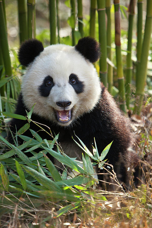 China, Chengdu, Chengdu Panda Base Photograph by Jaynes Gallery - Fine ...