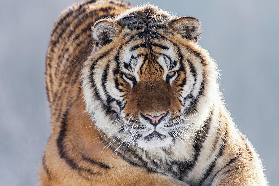 China, Harbin, Siberian Tiger Park Photograph by Jaynes Gallery - Fine ...