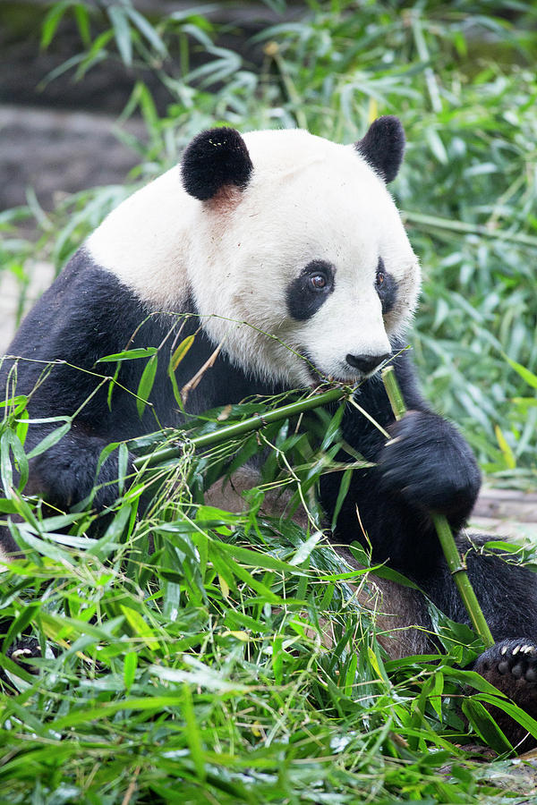 China, Sichuan Province, Chengdu, Giant Photograph by Paul Souders ...