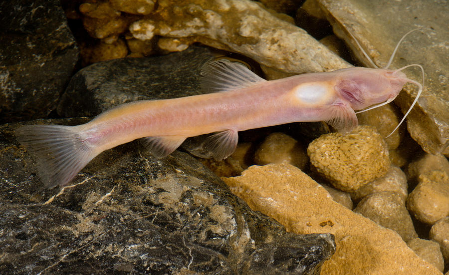 Chinese Blindcat Xiurenbagrus Dorsalis Photograph by Danté Fenolio