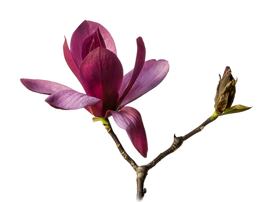 Chinese Magnolia #2 Photograph by Endre Balogh