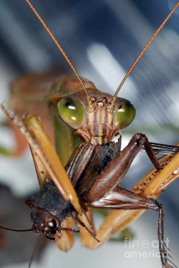 Wildlife Photograph - Chinese Mantid Eating A Cricket #3 by Scott Camazine