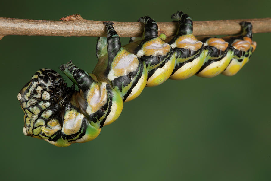 Chinese Owl Moth Caterpillar #2 Photograph by Pascal Goetgheluck/science Photo Library