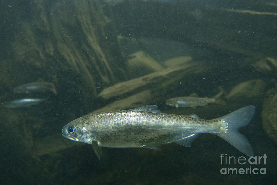 Chinook Salmon Smolt #2 Photograph by William H. Mullins
