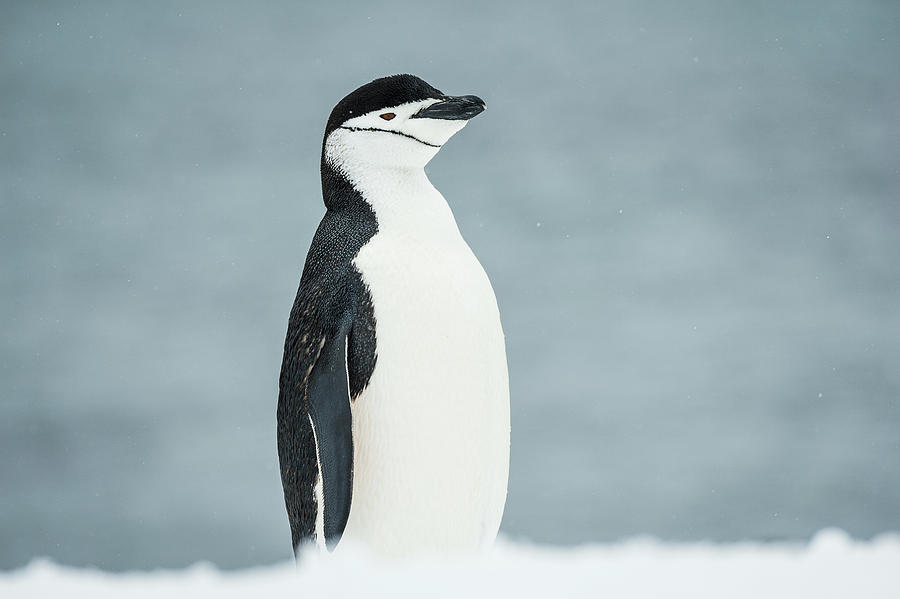 Animal Photograph - Chinstrap Penguin  Pygoscelis #2 by Deb Garside