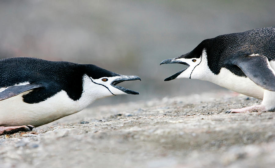 Chinstrap Penguins #2 Photograph by William Ervin/science Photo Library