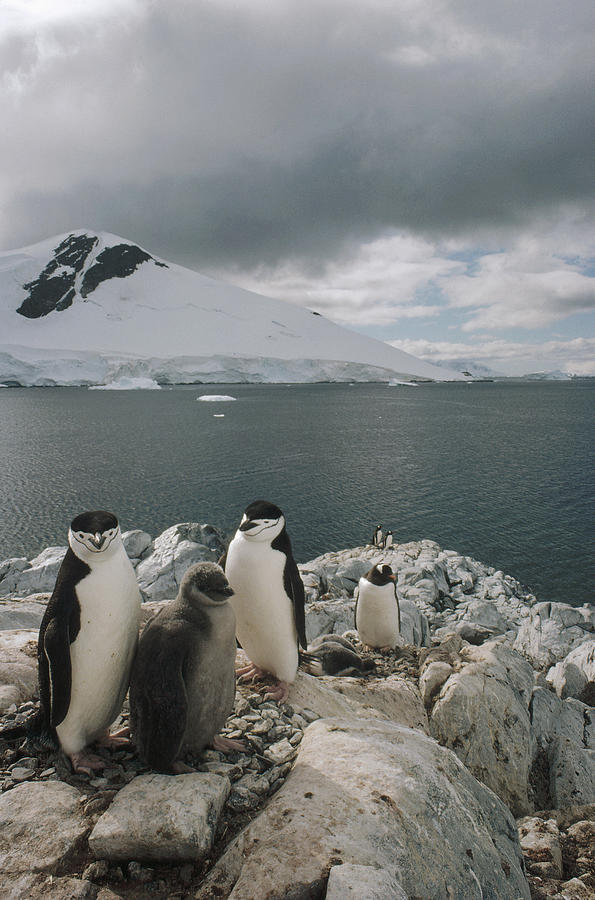 Chinstrap Penguins With Chick Paradise #2 Photograph by Tui De Roy