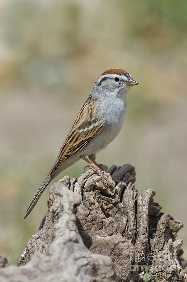 Sparrow Photograph - Chipping Sparrow #2 by Anthony Mercieca
