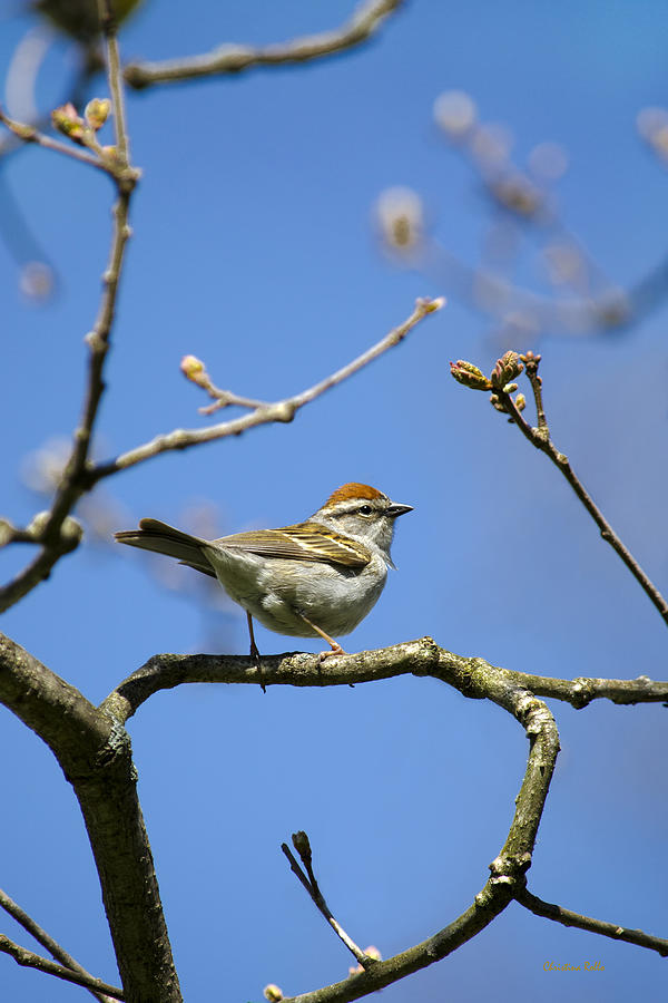 Bird Photograph - Chipping Sparrow Bird in a Tree by Christina Rollo