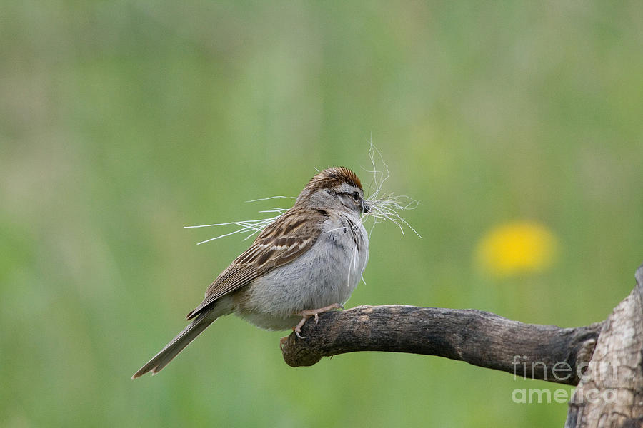 Wildlife Photograph - Chipping Sparrow #2 by Linda Freshwaters Arndt