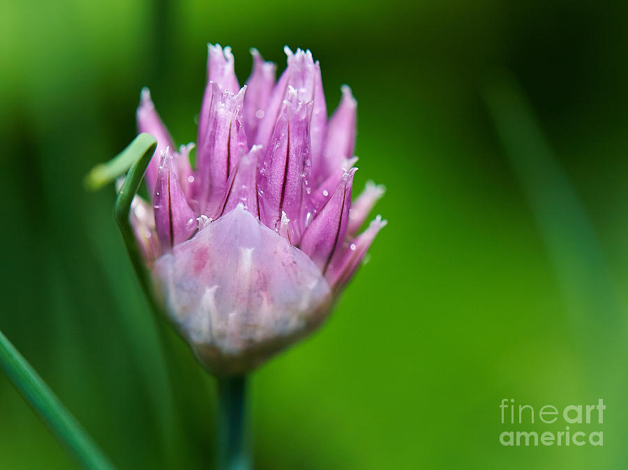 Chive flower #3 Photograph by Nick  Biemans