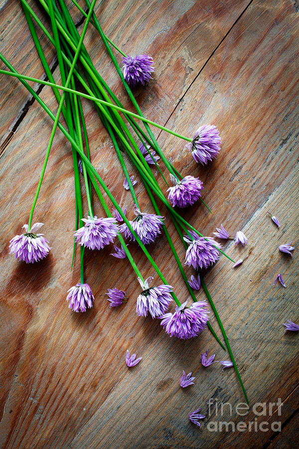 Chives #2 Photograph by Kati Finell