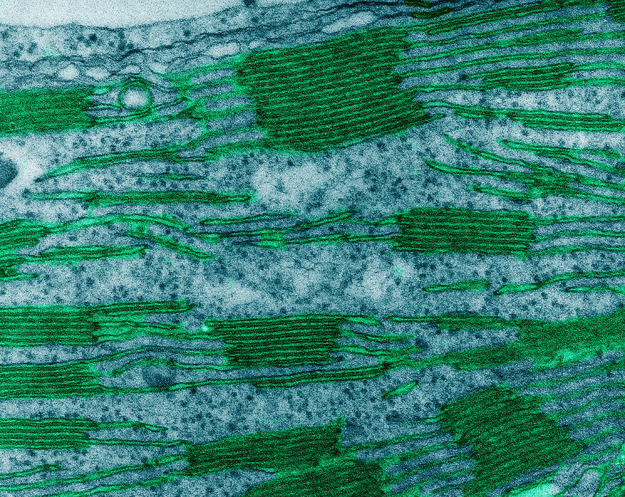 Chloroplast In Corn Leaf Cell, Tem #2 Photograph by Omikron