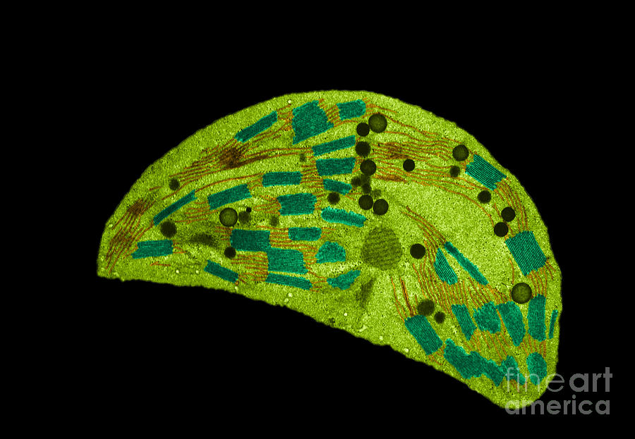Nature Photograph - Chloroplast Tem #2 by Biology Pics