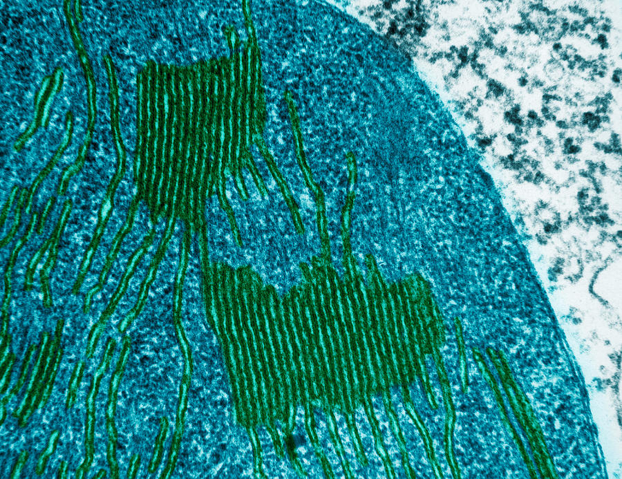 Chloroplasts In Tomato Leaf Cell, Tem #2 Photograph by Omikron