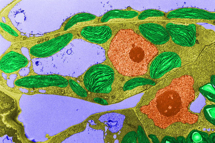 Chloroplasts Tem #2 Photograph by Biology Pics