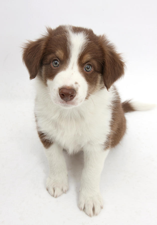 Chocolate Border Collie Puppy Photograph by Mark Taylor