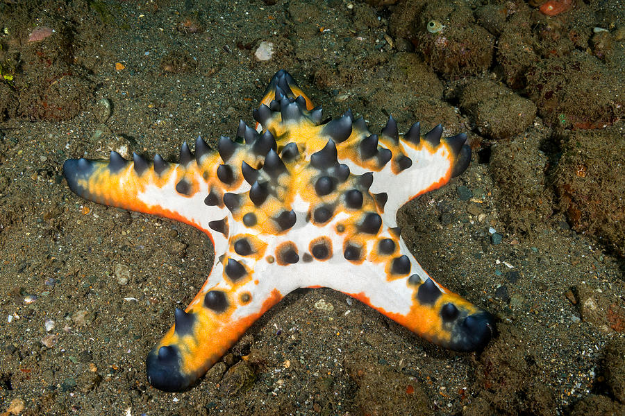 Chocolate Chip Sea Star #2 Photograph by Andrew J. Martinez