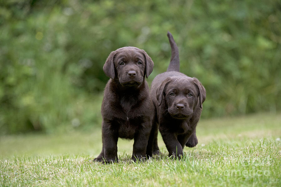 Chocolate Lab Puppy Dogs #2 Photograph by John Daniels
