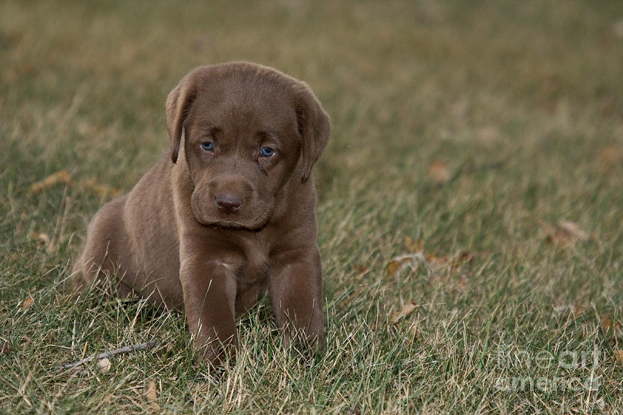 Labrador Retriever Photograph - Chocolate Labrador Puppy #2 by Linda Freshwaters Arndt