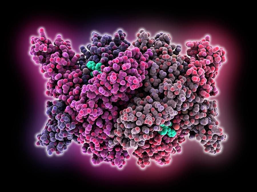 Cholesterol Producing Enzyme And Statin 2 Photograph by Laguna Design