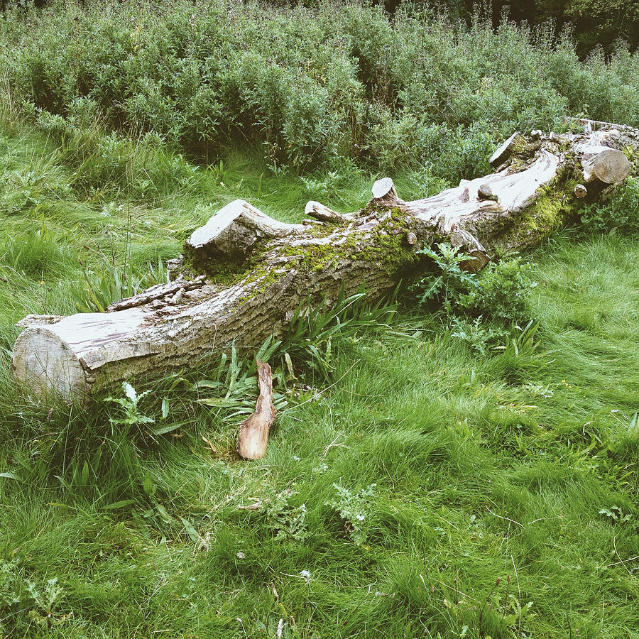 Nature Photograph - Chopped Tree #2 by Gemma Knight