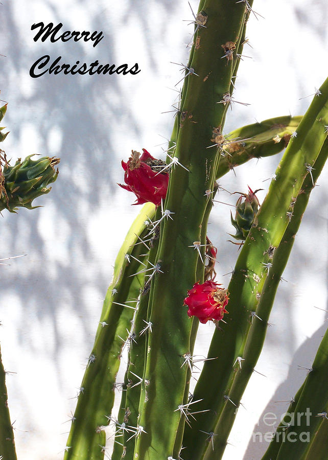 Christmas Card - Cactus Flower #2 Photograph by Kathy McClure