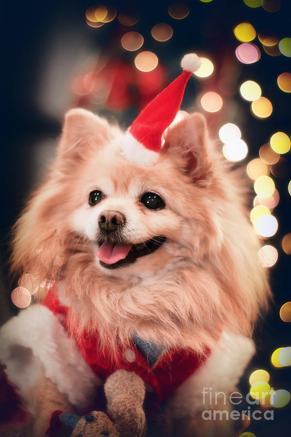 Christmas Dog #1 Photograph by Charline Xia