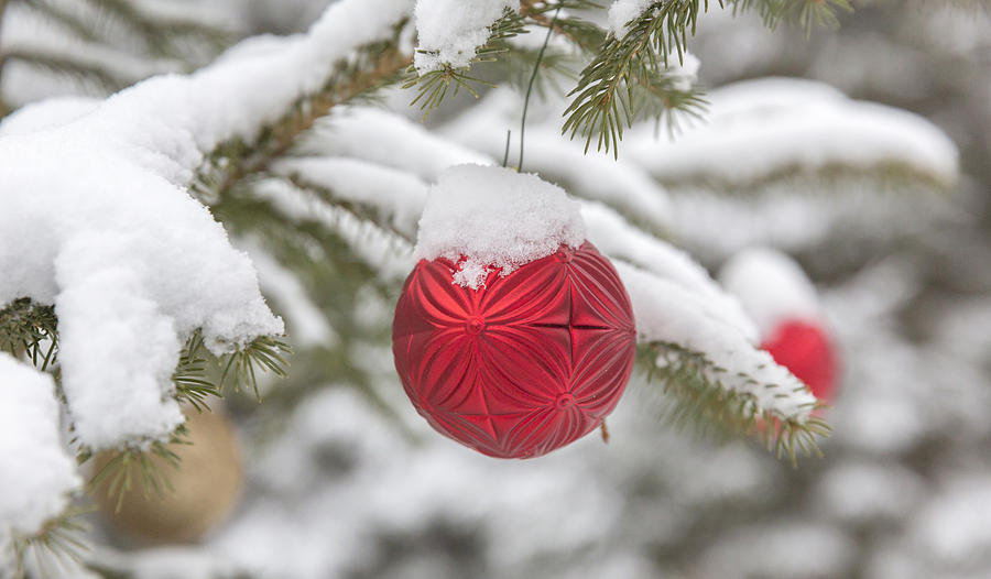 Christmas Ornaments On Spruce Tree Photograph by Linda Arndt - Fine Art ...