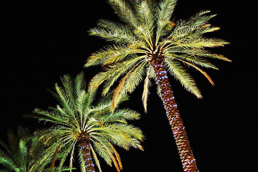 2 Christmas Palms Closeup Digital Art by Michael Thomas