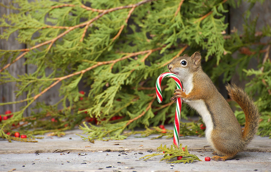 Christmas Squirrel Pictures 