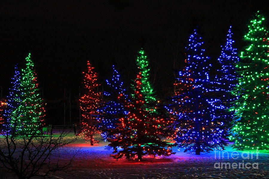 Christmas Tree Lights Photograph by Helen Bobis