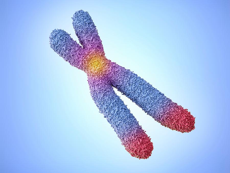 Chromosome Photograph by Maurizio De Angelis - Fine Art America